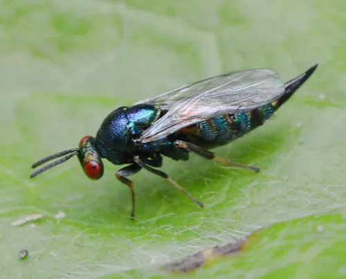 Ormyrus nitidulus - photo 2
