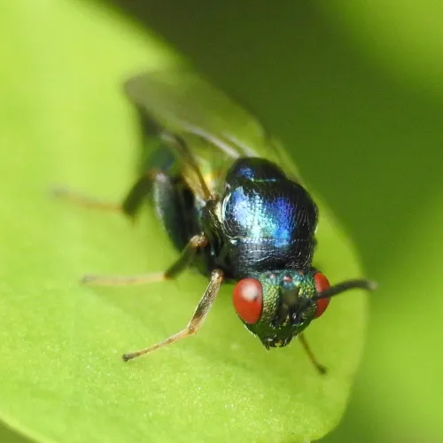 Ormyrus nitidulus - photo 3