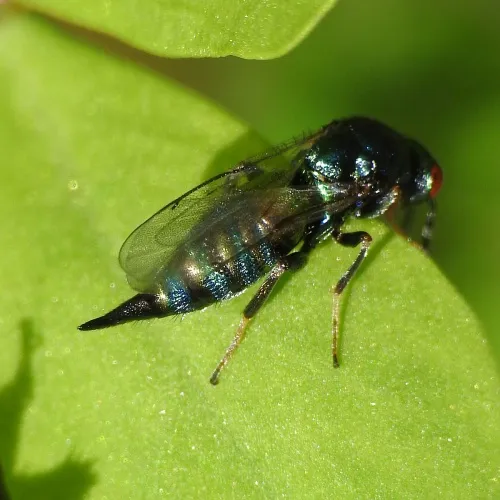 Ormyrus nitidulus - photo 4