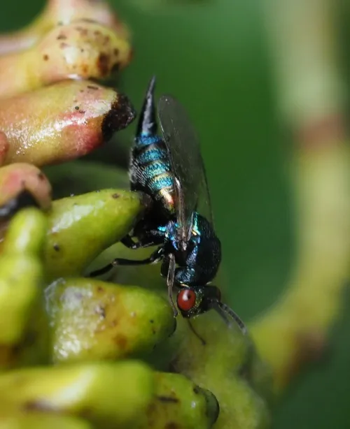 Ormyrus nitidulus - photo 5
