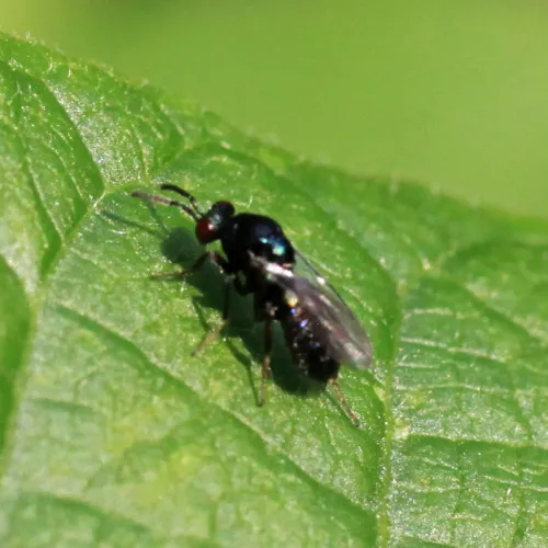 Ormyrus nitidulus - photo 7