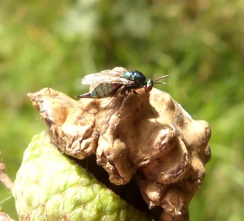 Ormyrus nitidulus - photo 8
