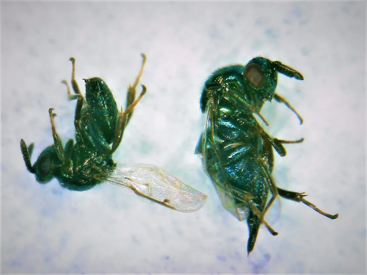 Ormyrus papaveris - photo 3