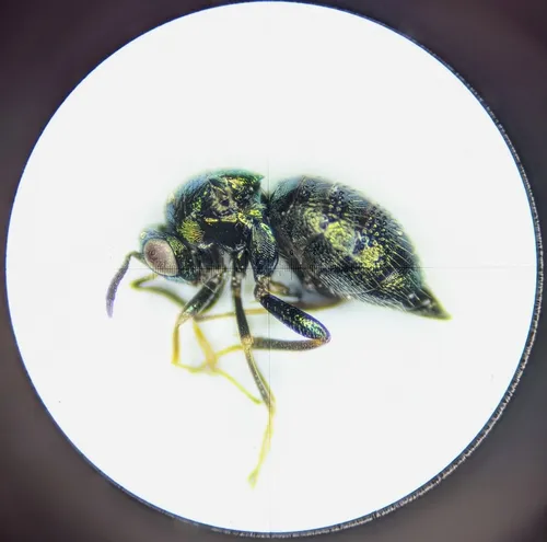 Ormyrus pomaceus