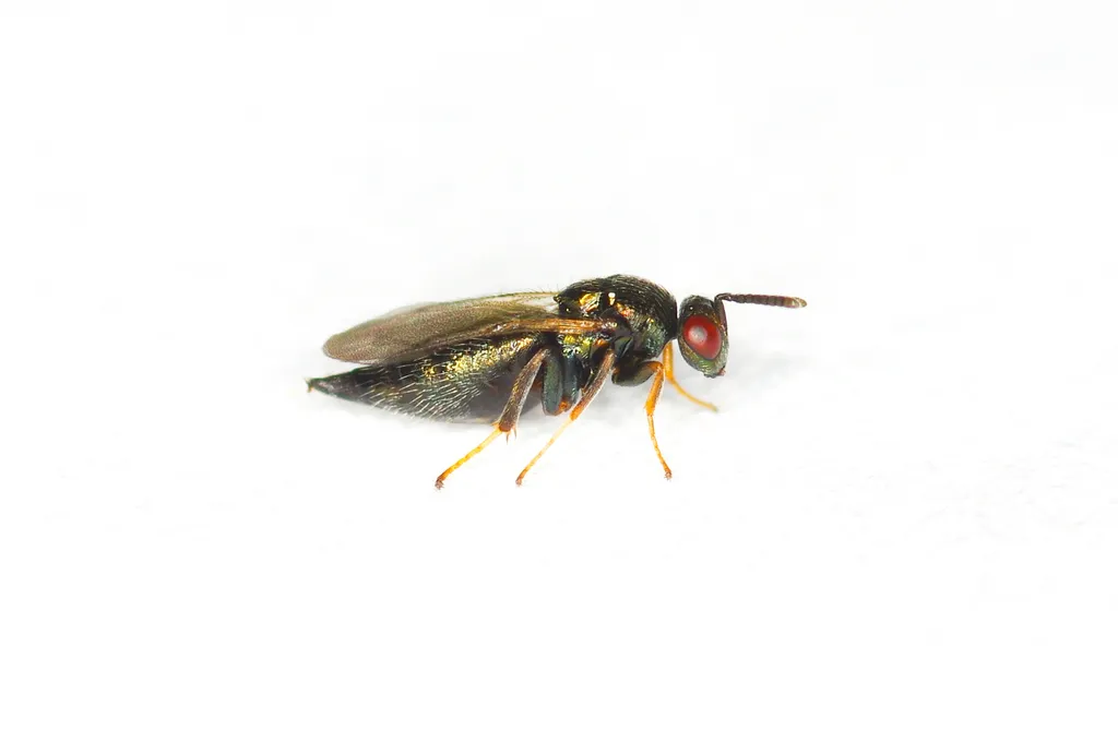 Ormyrus rosae