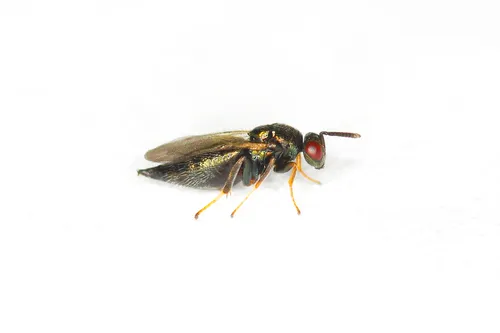 Ormyrus rosae - photo 2