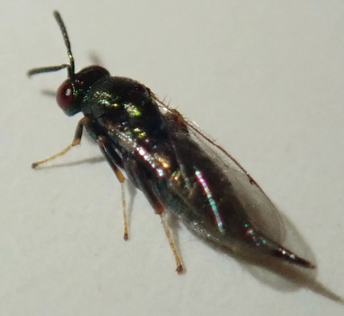 Ormyrus venustus