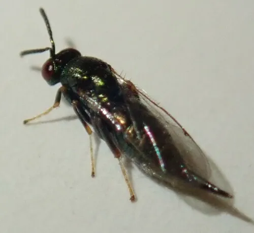Ormyrus venustus - photo 2