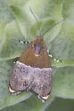 Ornarantia dyari - Hodges#2654