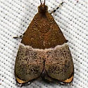 Ornarantia dyari - Hodges#2654 - photo 4