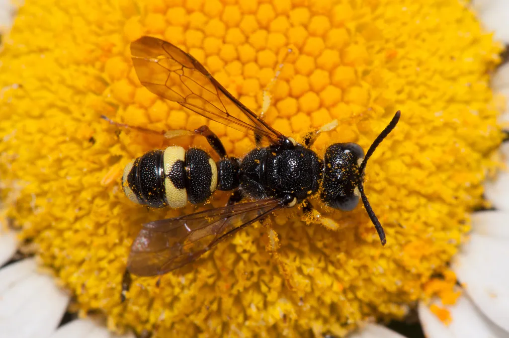 Ornate Tailed Digger Wasp - photo 2