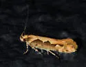 Ornativalva erubescens - Hodges#1928.1 - photo 4