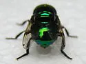 Green Jewel Fly