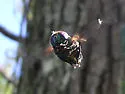 Green Jewel Fly - photo 2