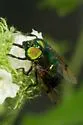 Green Jewel Fly - photo 3