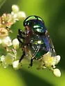 Green Jewel Fly - photo 4