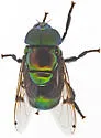 Green Jewel Fly - photo 5
