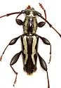 Ornithia mexicana