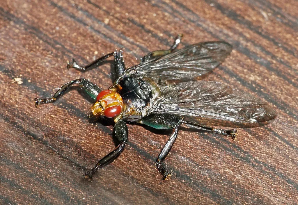 Ornithoctona erythrocephala - photo 2