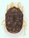 Ornithodoros turicata