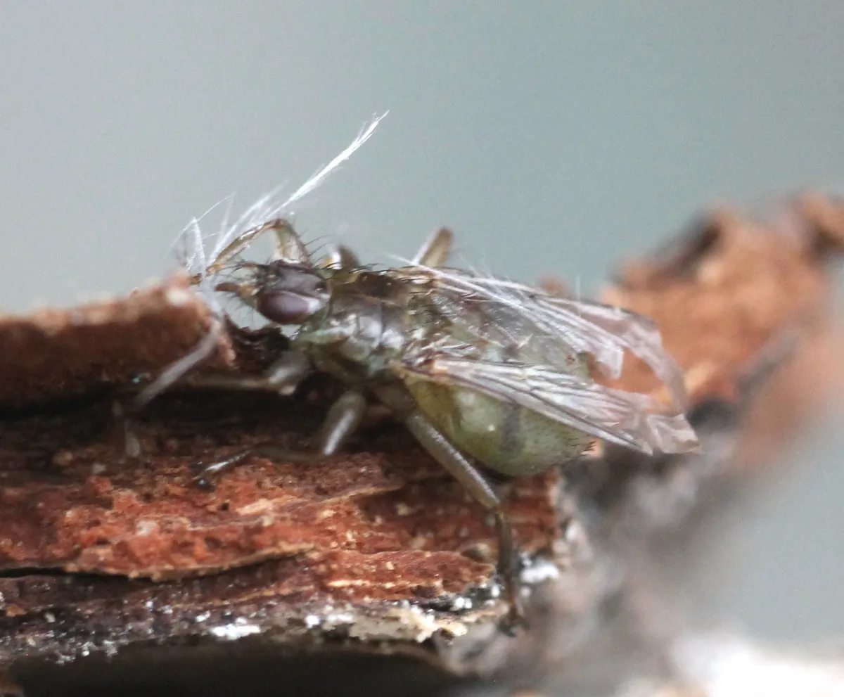 Ornithomya biloba - photo 3