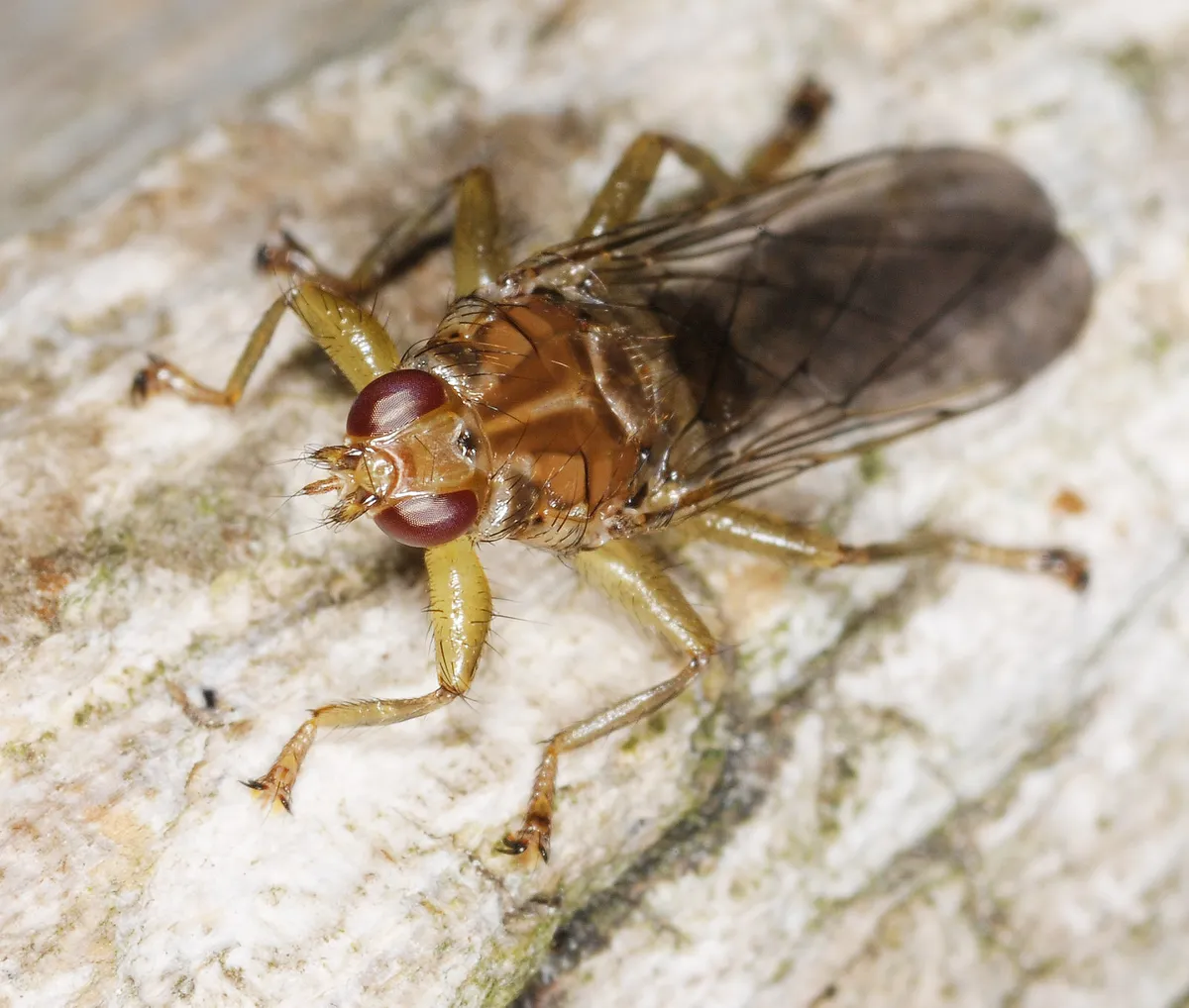 Ornithomya avicularia - photo 3