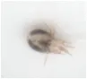 Tropical Rat Mite