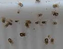 Northern Fowl Mite