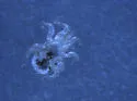 Northern Fowl Mite - photo 2