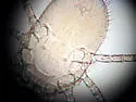 Northern Fowl Mite - photo 4