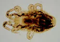 Northern Fowl Mite - photo 5