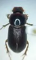 Orodaliscoides fimbripes