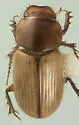 Orodaliscoides giulianii
