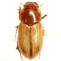 Orodaliscoides giulianii - photo 2