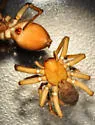 Orodrassus coloradensis