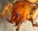 Orodrassus coloradensis - photo 2