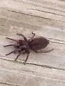 Orodrassus coloradensis - photo 3