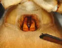 Orodrassus coloradensis - photo 4