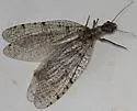 Orohermes crepusculus - photo 2