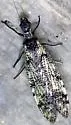 Orohermes crepusculus - photo 4