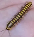 Orophe unicus