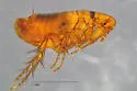 Prairie Dog Flea