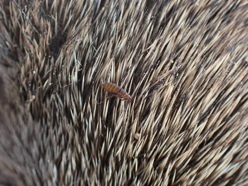 Oropsylla montana