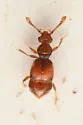 Oropus cavicauda - photo 2