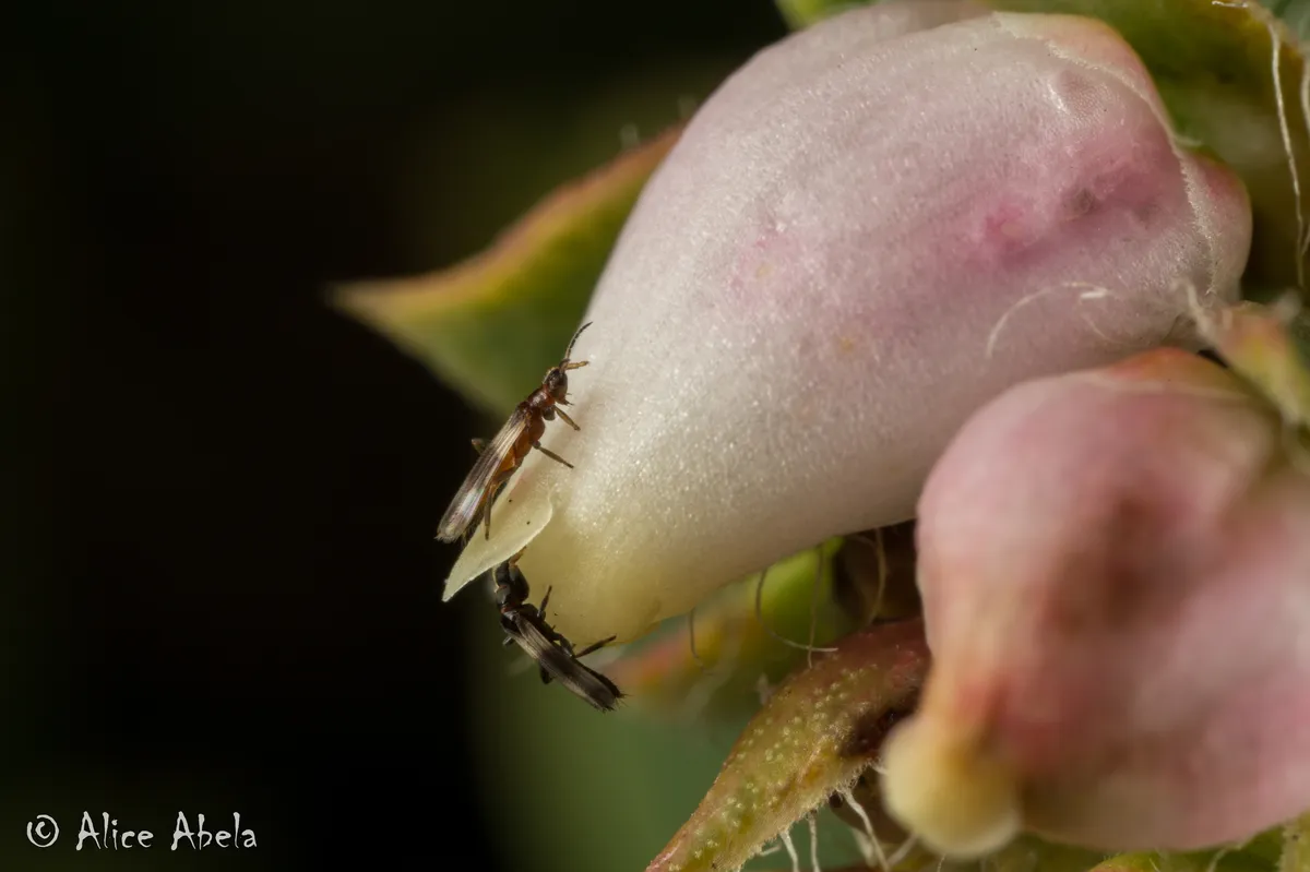 Orothrips kelloggi