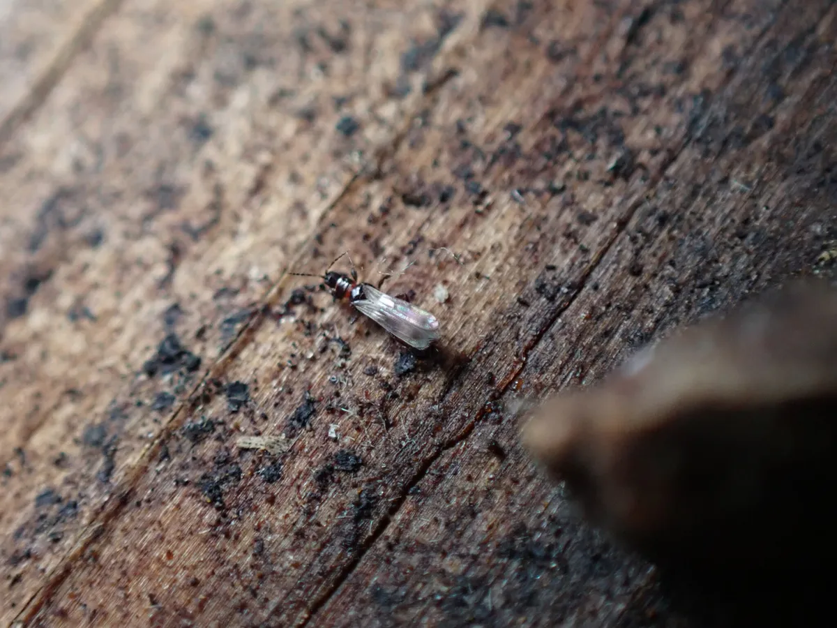 Orothrips yosemitii - photo 3