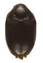 Orphilus ater - Orphilus ater