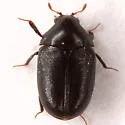 Orphilus ater - photo 2