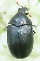 Orphilus ater - photo 3