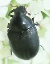 Orphilus ater - photo 4